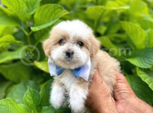 Orji̇nal Malti̇po Yavruları