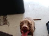 4 Aylık Rednose