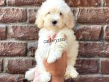 Beyaz Maltipoo Erkek Yavrumuz