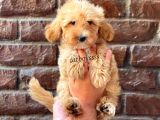 Red Kızıl Renk Maltipoo Erkek Yavrumuz