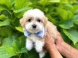 Orji̇nal Malti̇po Yavruları