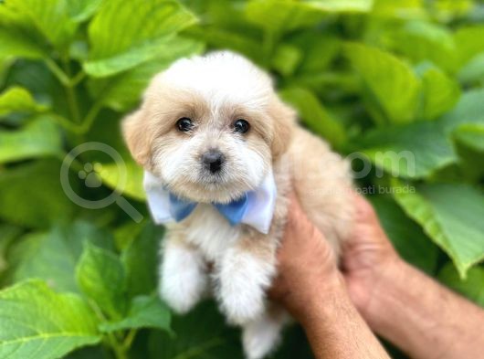 Orji̇nal Malti̇po Yavruları görsel