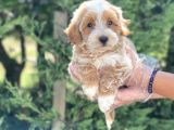 Muhteşem Malti̇poo Yavrumuz