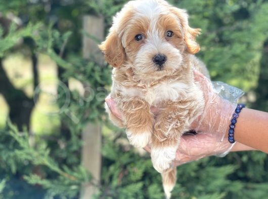 Muhteşem Malti̇poo Yavrumuz görsel