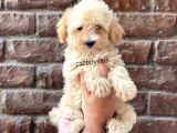 Apricot Kayısı Renk Erkek Maltipoo Yavrumuz