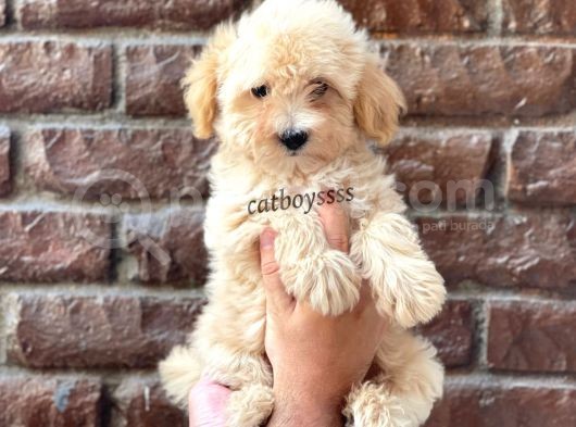 Apricot Kayısı Renk Erkek Maltipoo Yavrumuz görsel