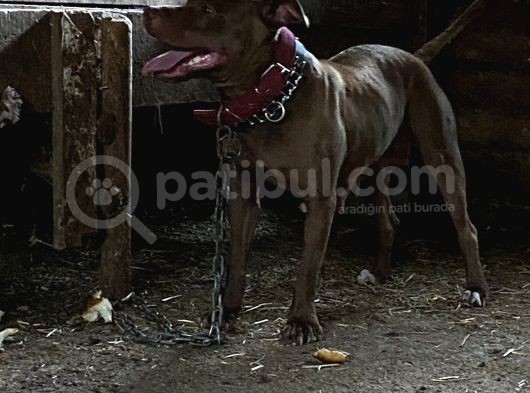 Çok Acil Sağlam Rednos Kısa Bacak