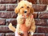 Red Kızıl Renk Maltipoo Erkek Yavrumuz