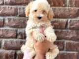 Apricot Kayısı Renk Erkek Maltipoo Yavrumuz
