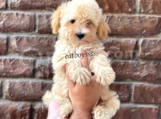 Apricot Kayısı Renk Erkek Maltipoo Yavrumuz görsel