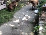 Çok Acil Sağlam Rednos Kısa Bacak