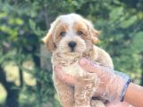 Muhteşem Malti̇poo Yavrumuz