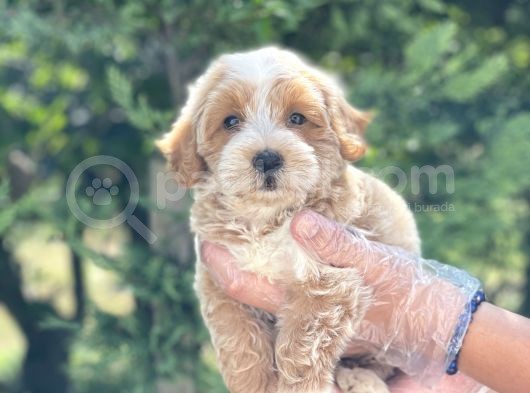 Muhteşem Malti̇poo Yavrumuz görsel