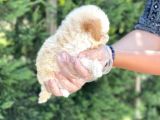 Teacup Toy Poodle Yavrumuz