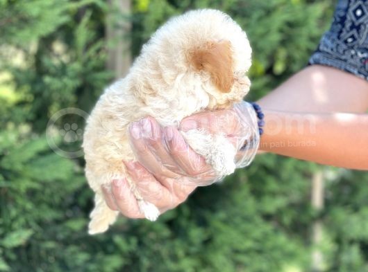Teacup Toy Poodle Yavrumuz görsel