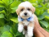 Orji̇nal Malti̇po Yavruları