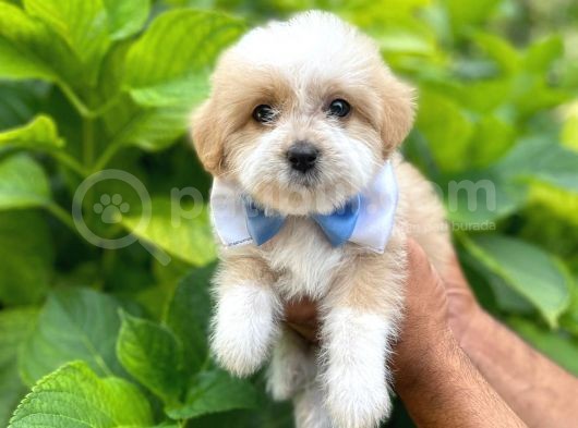 Orji̇nal Malti̇po Yavruları görsel
