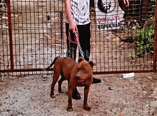 Çok Acil Sağlam Rednos Kısa Bacak görsel