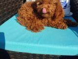 Teacup Toy Poodle Kızımız Lily