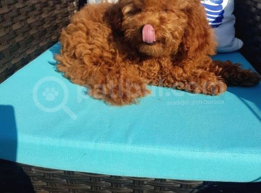 Teacup Toy Poodle Kızımız Lily