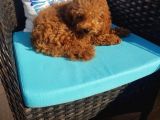 Teacup Toy Poodle Kızımız Lily