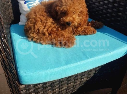 Teacup Toy Poodle Kızımız Lily görsel