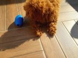 Teacup Toy Poodle Kızımız Lily