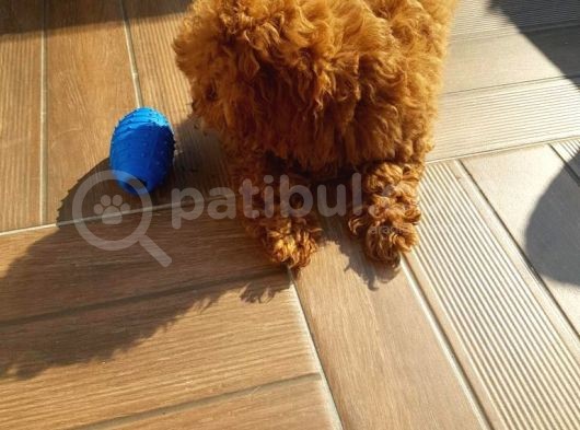 Teacup Toy Poodle Kızımız Lily görsel