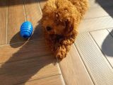 Teacup Toy Poodle Kızımız Lily