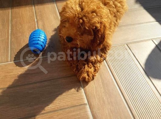 Teacup Toy Poodle Kızımız Lily görsel