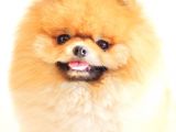 Show Class  Pomeranian  Boo Oğlumuz Toffy