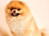 Show Class  Pomeranian  Boo Oğlumuz Toffy