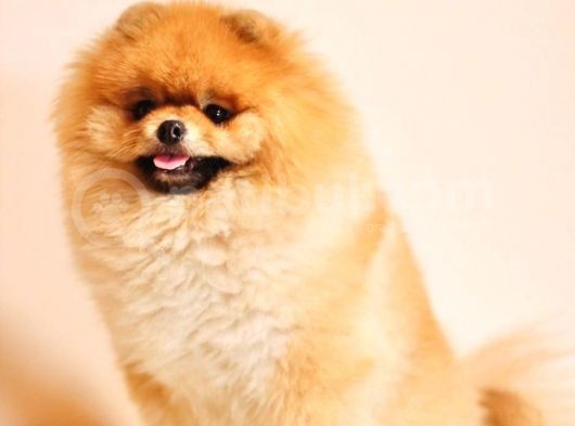 Show Class  Pomeranian  Boo Oğlumuz Toffy görsel
