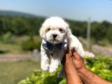 Maltese Terier Yavrularımız  New
