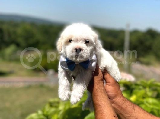 Maltese Terier Yavrularımız  New görsel