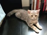 2 Aylik Dişi Saf British Shorthair Yavru