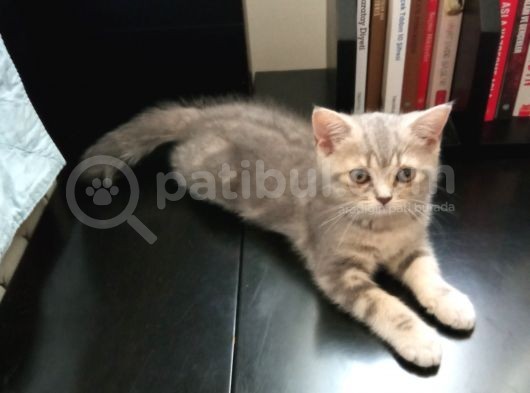 2 Aylik Dişi Saf British Shorthair Yavru görsel