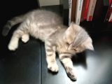2 Aylik Dişi Saf British Shorthair Yavru