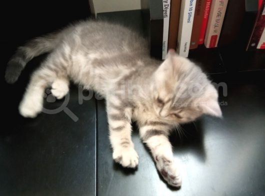 2 Aylik Dişi Saf British Shorthair Yavru görsel