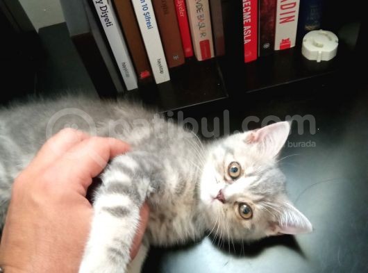 2 Aylik Dişi Saf British Shorthair Yavru görsel