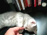 2 Aylik Dişi Saf British Shorthair Yavru