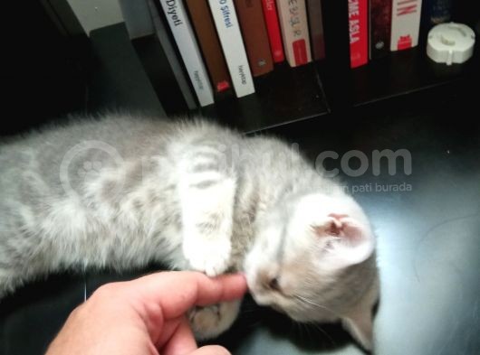 2 Aylik Dişi Saf British Shorthair Yavru