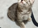 British Shorthair Yavrular Uyguna