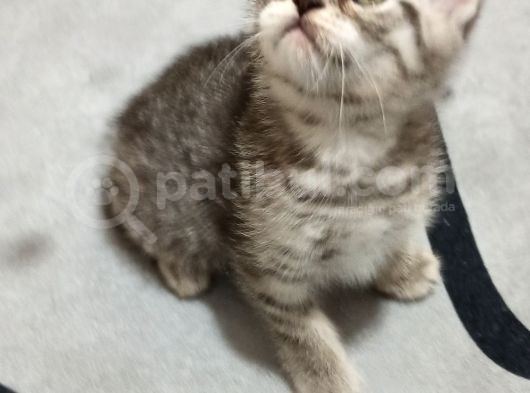 British Shorthair Yavrular Uyguna görsel