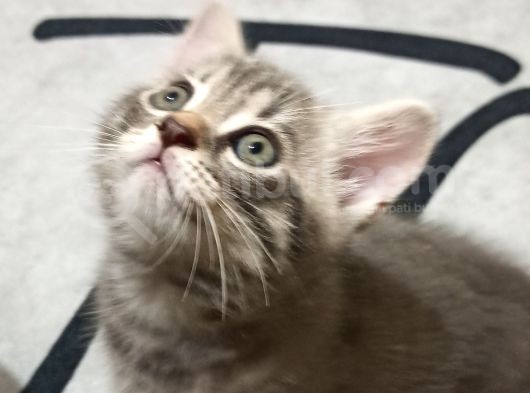 British Shorthair Yavrular Uyguna görsel
