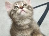 British Shorthair Yavrular Uyguna