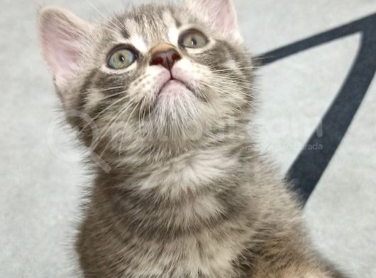 British Shorthair Yavrular Uyguna görsel