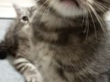 British Shorthair Yavrular Uyguna