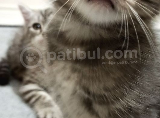 British Shorthair Yavrular Uyguna görsel