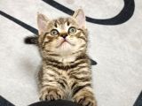 British Shorthair Yavrular Uyguna